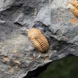 Litavkaspis rejkovicensis
